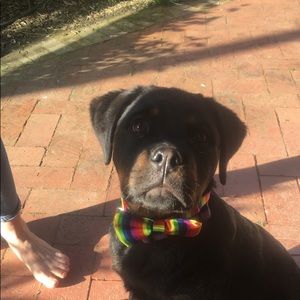 Meet your Posher, Grace